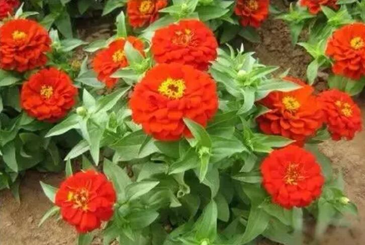 关于新加坡国花知识,新加坡的国花叫什么名字