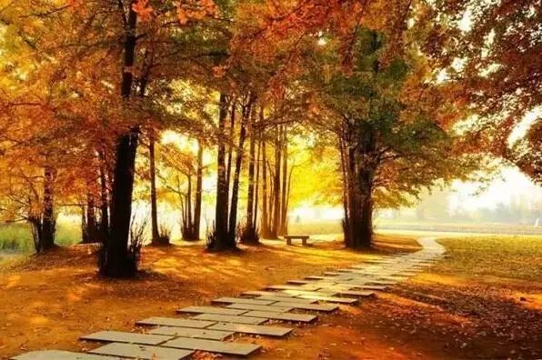 京城赏荷地图高清版,京城赏玉兰最全地图