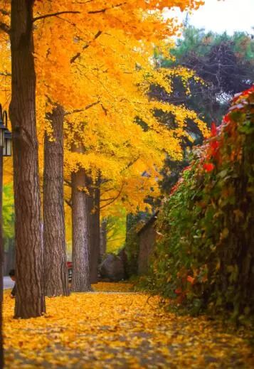 京城赏荷地图高清版,京城赏玉兰最全地图