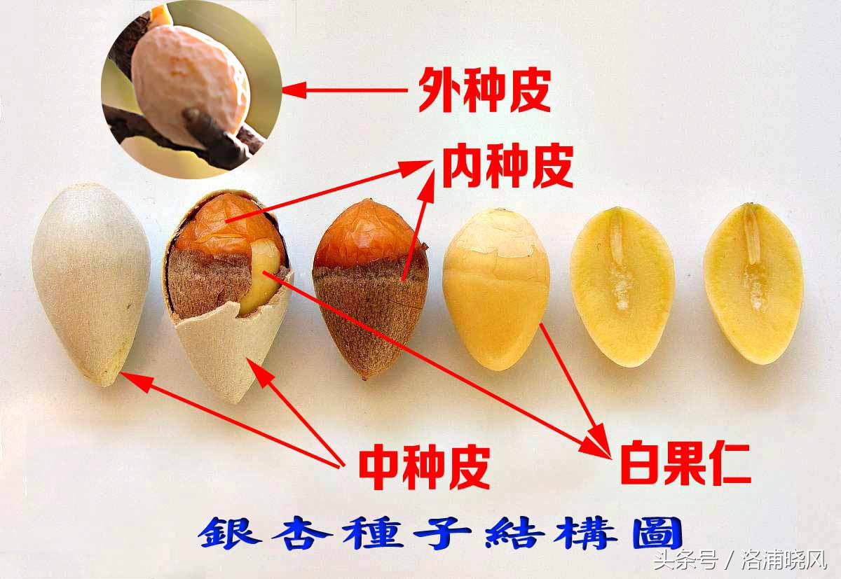 银杏果属于什么果实,银杏树结的果是什么果