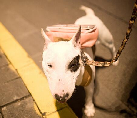 牛头梗犬优点跟缺点,牛头梗家养缺点和优点