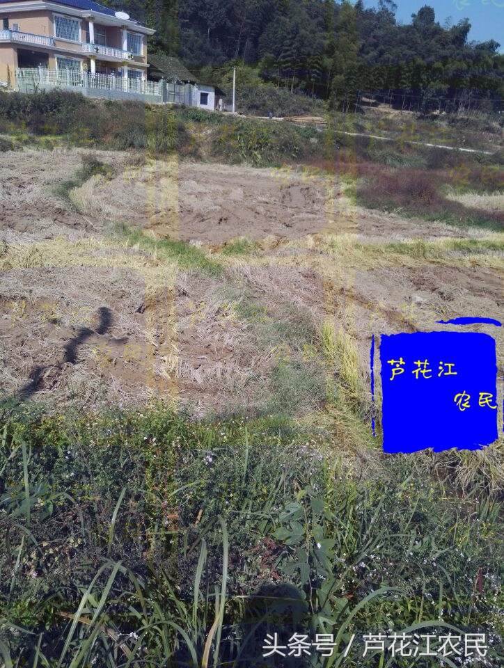 最新款福田雷沃大马力旱田车,久保田688和雷沃rg50哪个好