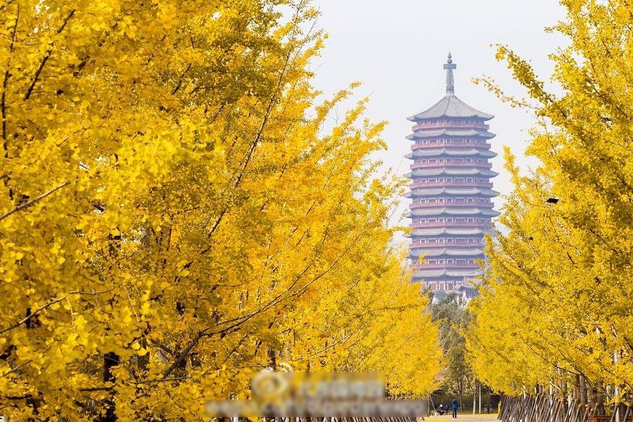 京城赏荷地图高清版,京城赏玉兰最全地图