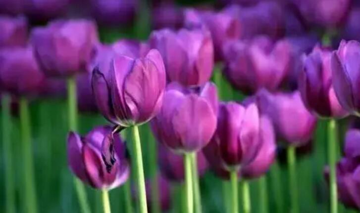 关于新加坡国花知识,新加坡的国花叫什么名字