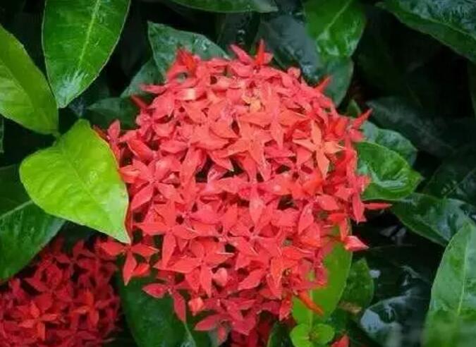 关于新加坡国花知识,新加坡的国花叫什么名字