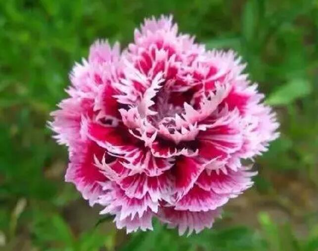 关于新加坡国花知识,新加坡的国花叫什么名字