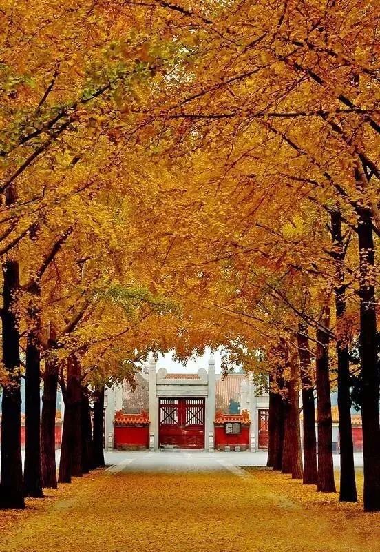 京城赏荷地图高清版,京城赏玉兰最全地图