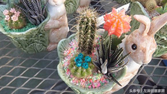 电脑旁摆放多肉植物可以“防辐射”完全是一个“传说”