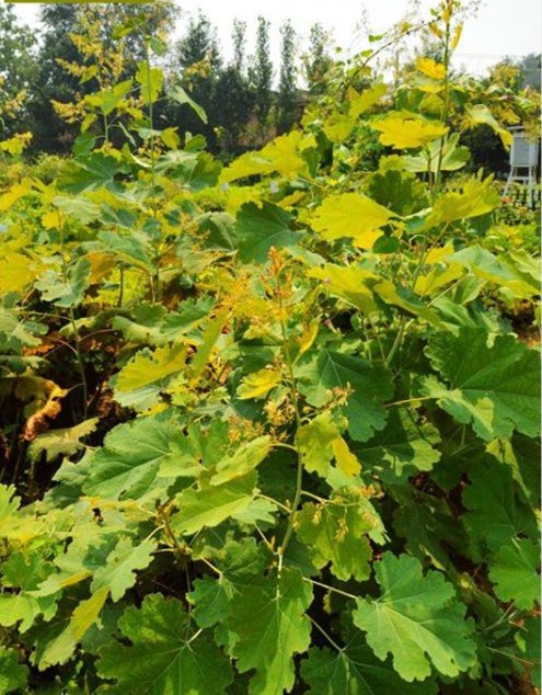 认识野生植物草药,农村路边野草药用居然是名贵中药