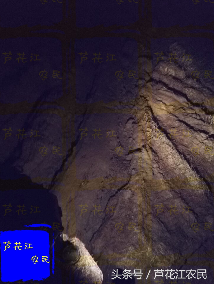 最新款福田雷沃大马力旱田车,久保田688和雷沃rg50哪个好