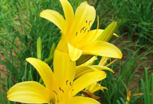 四川最具特点的美食小吃,四川土特产包含有哪些美食