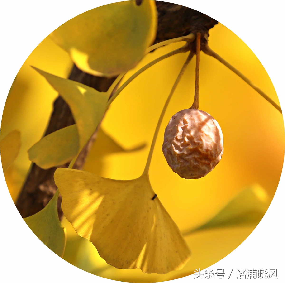 银杏果属于什么果实,银杏树结的果是什么果