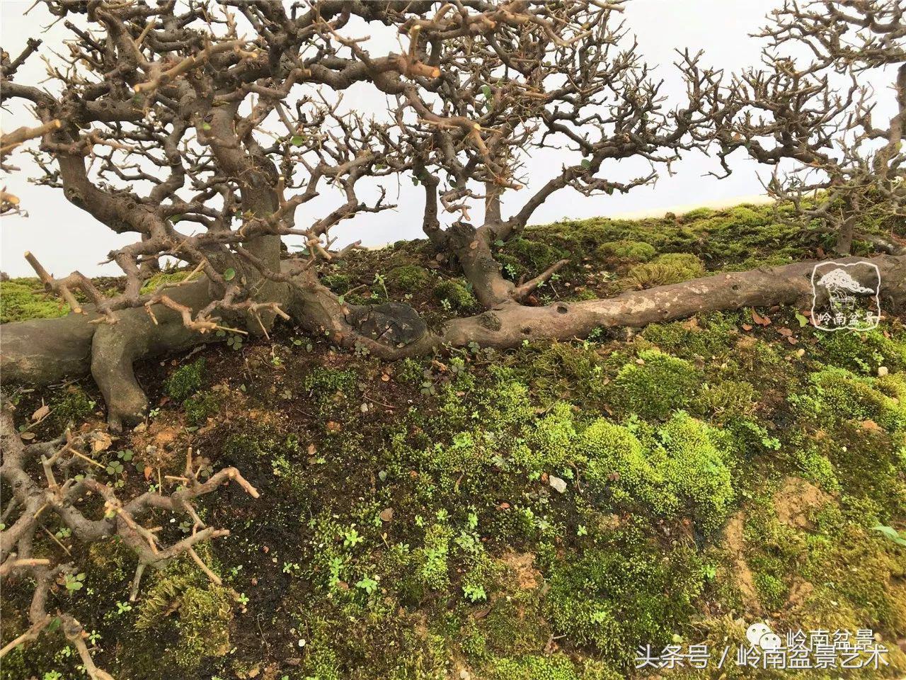 雀梅盆景价格在五千元至二万元的,经典中式庭院雀梅盆景100万以上