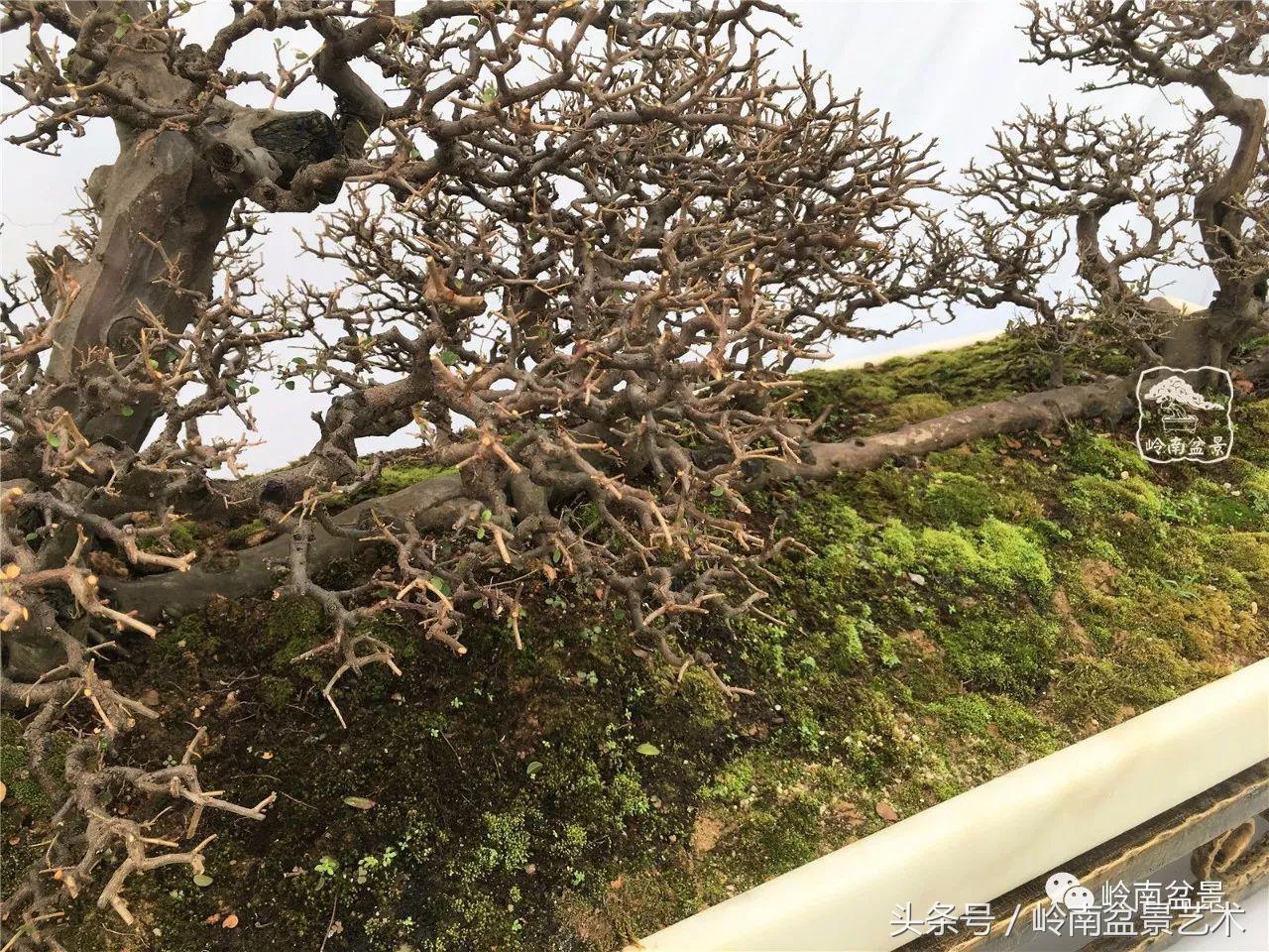 雀梅盆景价格在五千元至二万元的,经典中式庭院雀梅盆景100万以上