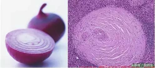 舌尖上的中医药论文,舌尖上的医疗