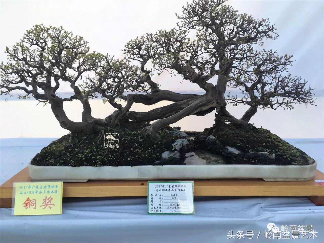 雀梅盆景价格在五千元至二万元的,经典中式庭院雀梅盆景100万以上