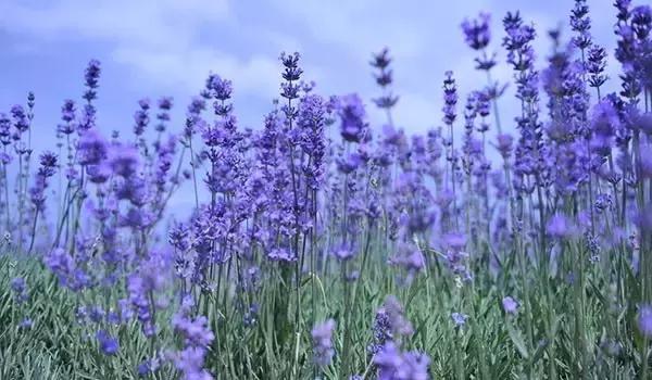 0-3岁早教英文童谣,最适合低幼宝宝听的13首英文童谣