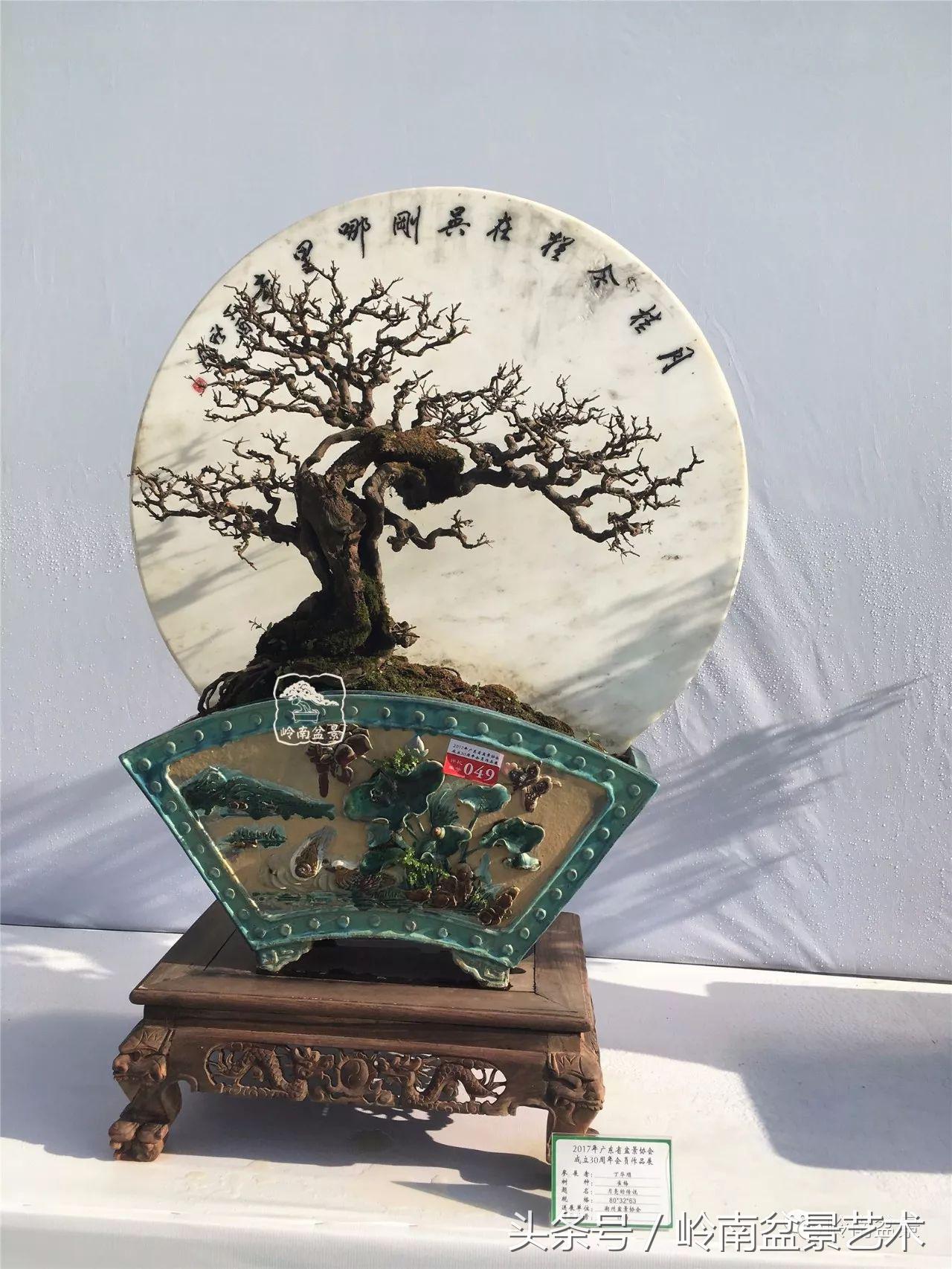 雀梅盆景价格在五千元至二万元的,经典中式庭院雀梅盆景100万以上