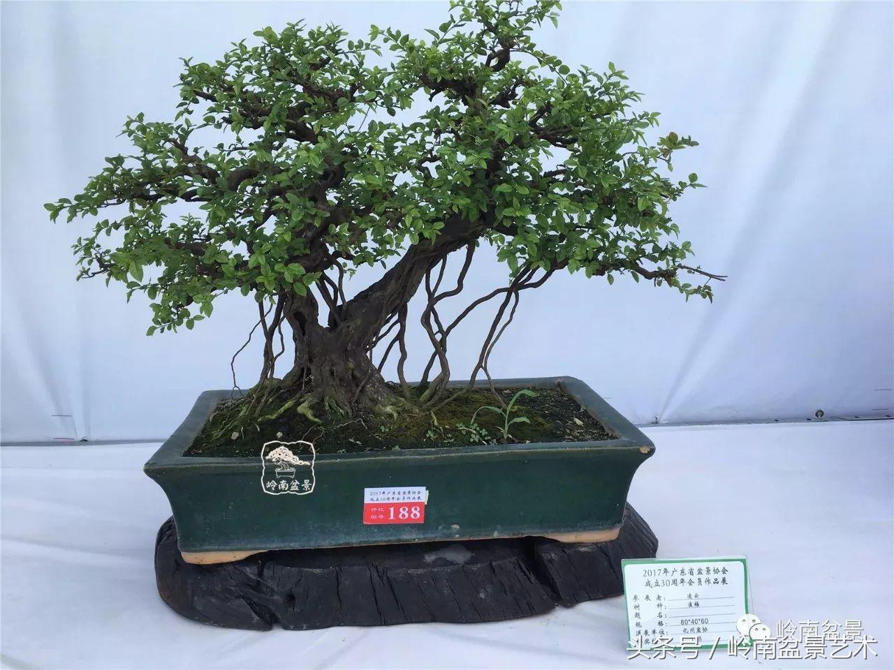 雀梅盆景价格在五千元至二万元的,经典中式庭院雀梅盆景100万以上