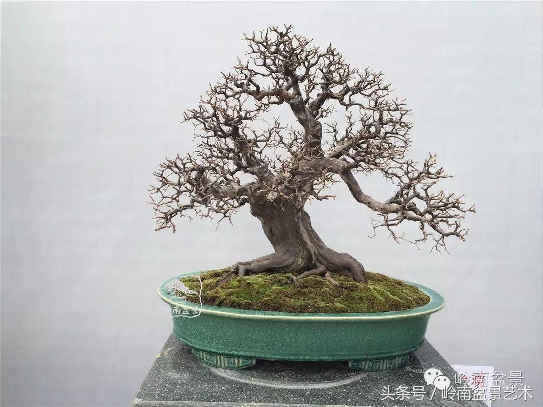 雀梅盆景价格在五千元至二万元的,经典中式庭院雀梅盆景100万以上