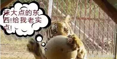 鄂尔多斯人、巴盟人、包头呼市人说话句句不离“球”的种种含义！