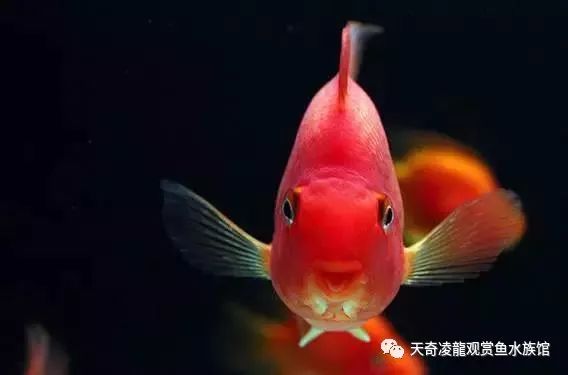 家里有绿植怎么养鹦鹉鱼,室内干净的鹦鹉鱼怎么养