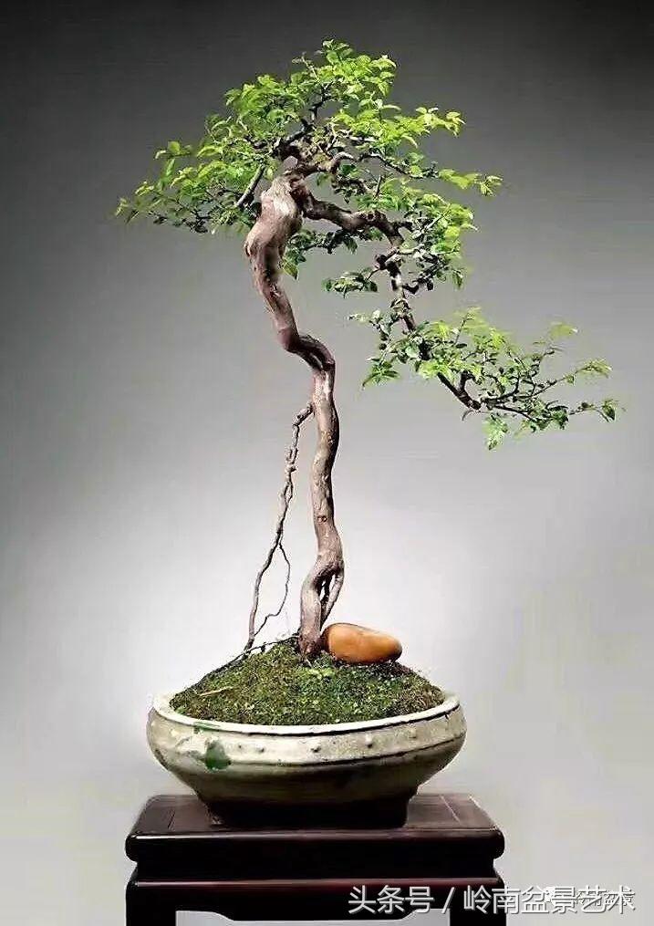 雀梅盆景价格在五千元至二万元的,经典中式庭院雀梅盆景100万以上