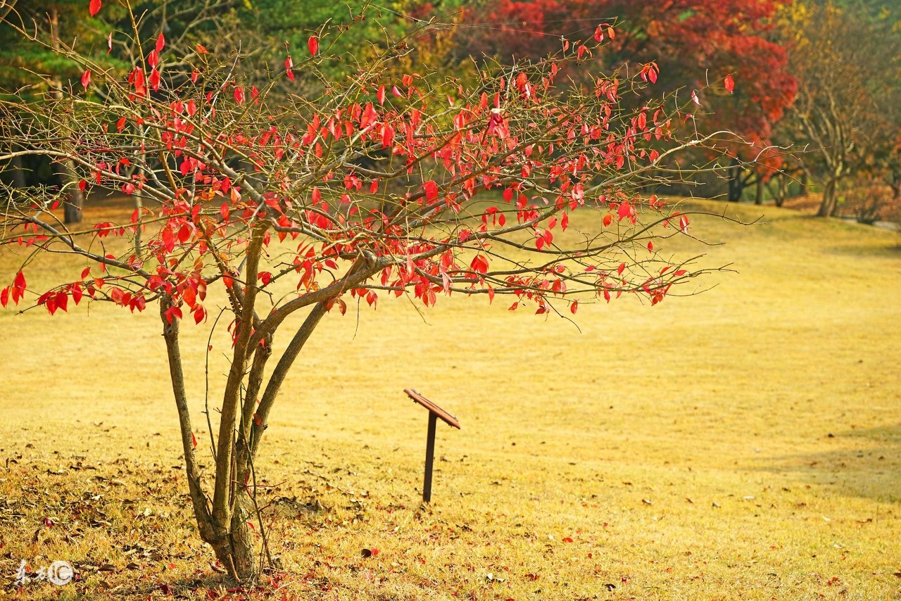 杜甫的长篇古诗秋兴八首,描写秋天的唐诗宋词元曲十首
