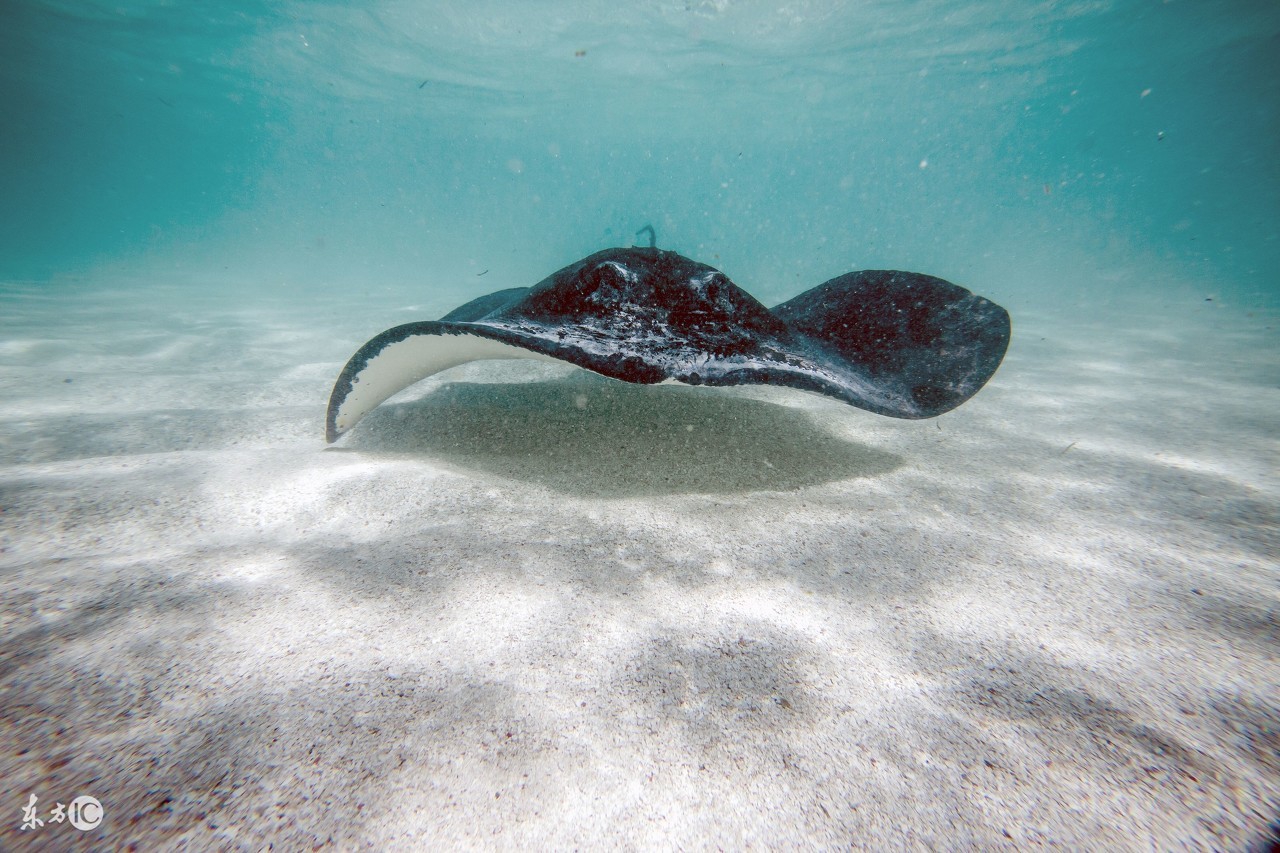 说早安太早说晚安太迟唯美句子,早安的简短唯美句子图片