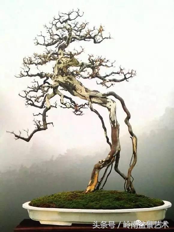 雀梅盆景价格在五千元至二万元的,经典中式庭院雀梅盆景100万以上