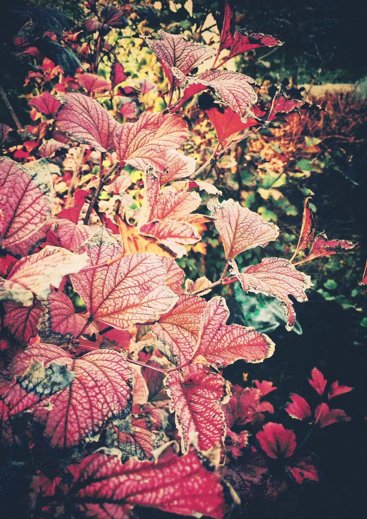 手机摄影作品赏析,手机摄影作品也可以美不胜收