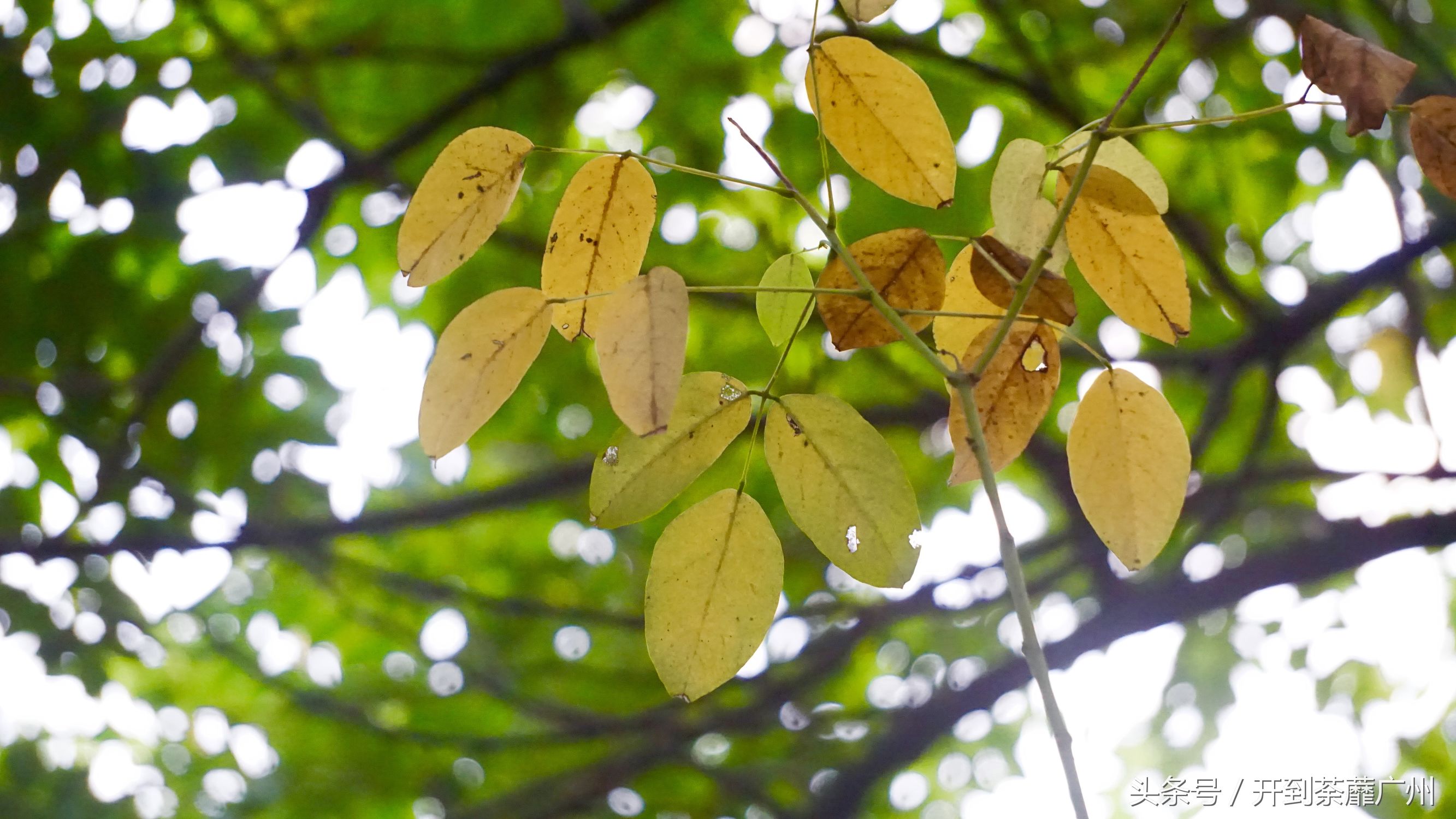 官洲岛：微凉初秋夕阳无限好天色已黄昏
