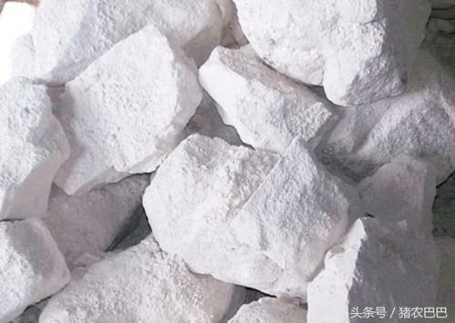 生石灰在养鸡中的妙用,养猪场地面撒上生石灰有几个作用