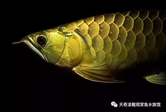 2700k能让龙鱼增大发色面积么,6500k的灯对龙鱼发色有好处吗