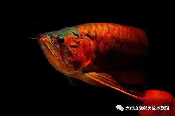 2700k能让龙鱼增大发色面积么,6500k的灯对龙鱼发色有好处吗