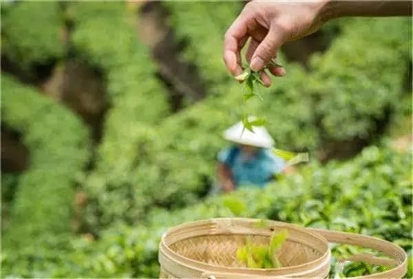 普洱七大茶山简介资料大全及图片,茶山介绍之新六大普洱茶山