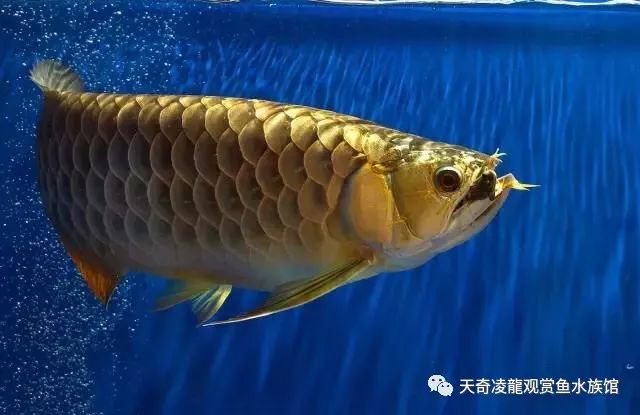 2700k能让龙鱼增大发色面积么,6500k的灯对龙鱼发色有好处吗