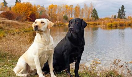 拉布拉多幼犬怎么饲养,拉布拉多幼犬怎么养需要准备什么
