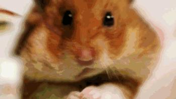 仓鼠的激萌反应瞬间萌化,仓鼠是不是萌化了