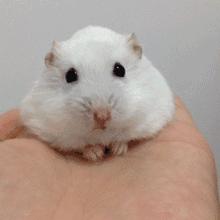 仓鼠的激萌反应瞬间萌化,仓鼠是不是萌化了