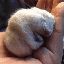 仓鼠的激萌反应瞬间萌化,仓鼠是不是萌化了