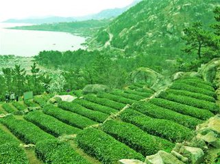 中国的10种名茶崂山绿茶,崂山绿茶筛选出来的大叶茶