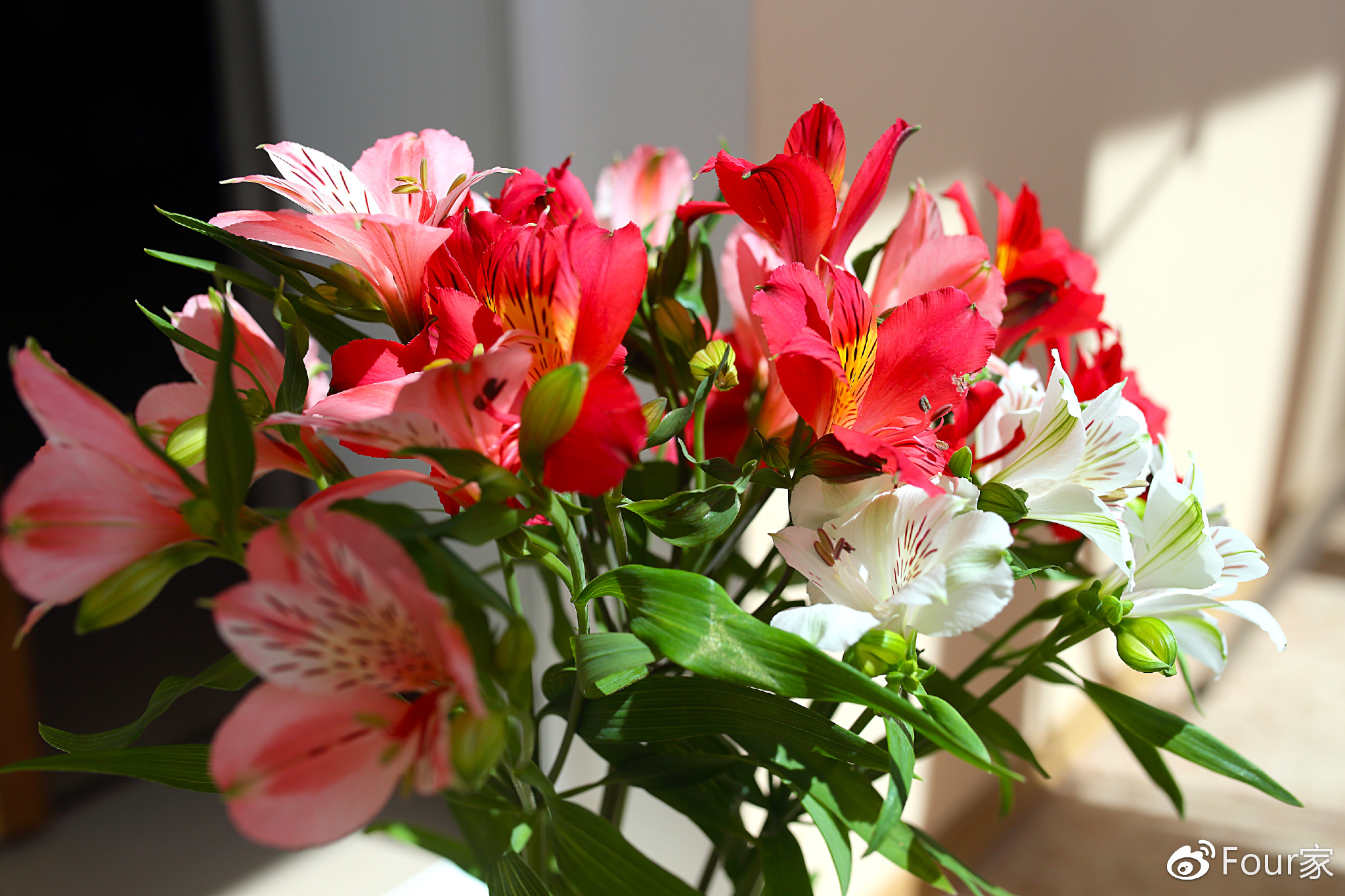 犯太岁影响哪些生肖运势,犯太岁的几个生肖运势最好