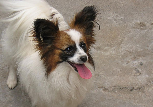 狗狗蝴蝶犬,每日一读动物小狗