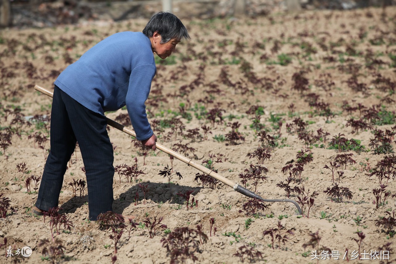 白芍常见的病虫害,种白芍杀地下害虫用什么药