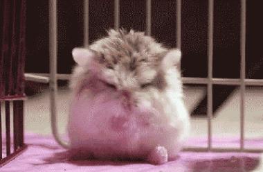 仓鼠的激萌反应瞬间萌化,仓鼠是不是萌化了