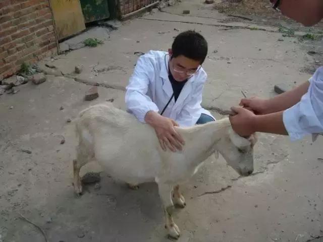 乡村振兴战略五年规划重点项目,乡村振兴计划重点项目