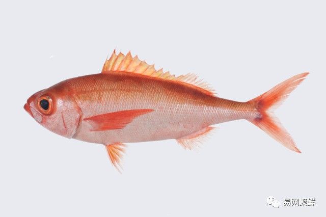 海产市场常见鱼有哪些品种,中国市场常见的进口鱼有哪些