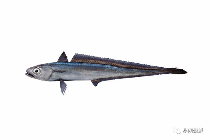 海产市场常见鱼有哪些品种,中国市场常见的进口鱼有哪些