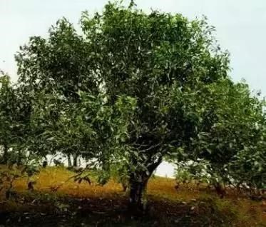 普洱七大茶山简介资料大全及图片,茶山介绍之新六大普洱茶山